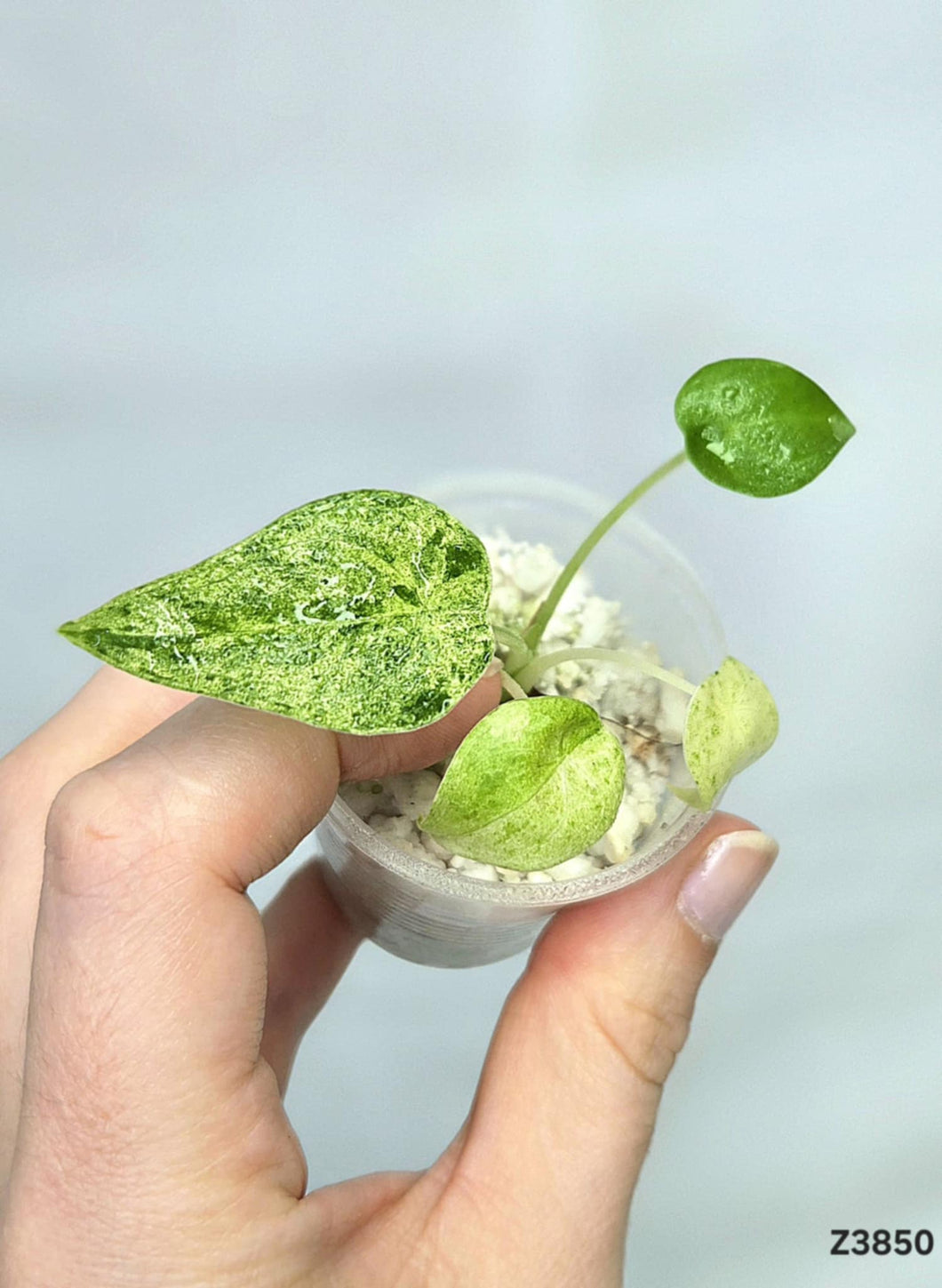 Alocasia Cucullata Mint #Z3850