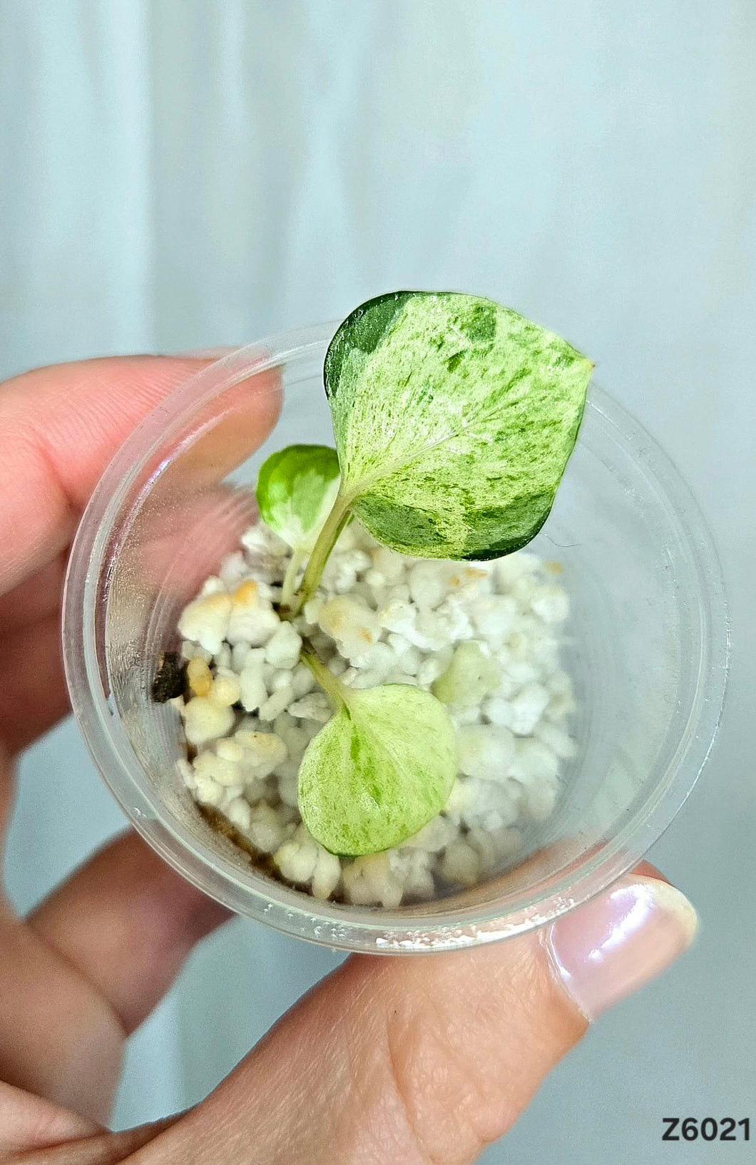 Pothos Manjula #Z6021