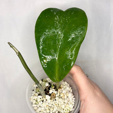 Charger l'image dans la galerie, Hoya Kerrii Splash en pot, feuille cœur vert brillante avec éclats clairs

