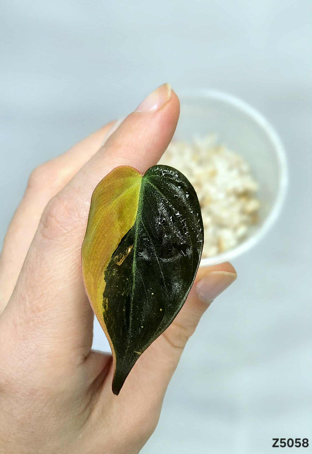 Philodendron Micans Variegata #Z5058