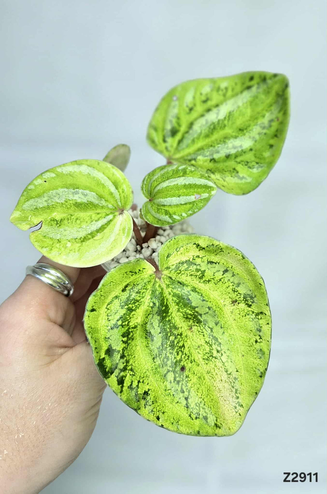 Peperomia Watermelon Variegata ⭐️ #Z2911