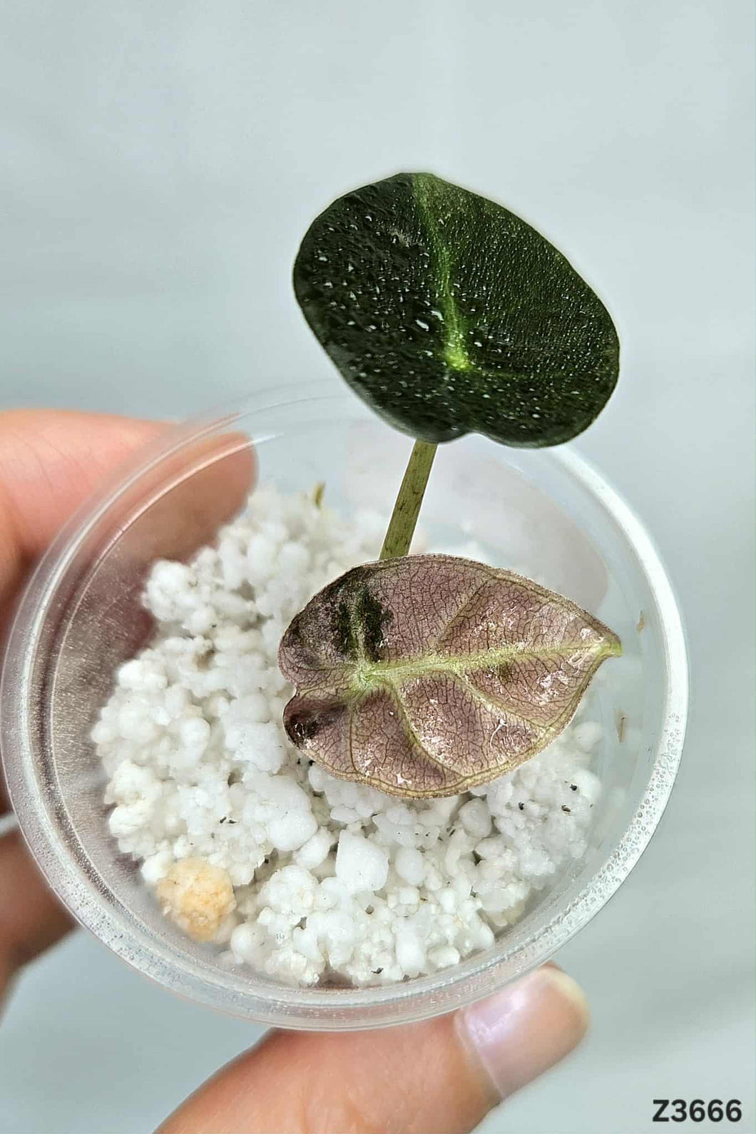 Alocasia Balloon Heart Variegata #Z3666