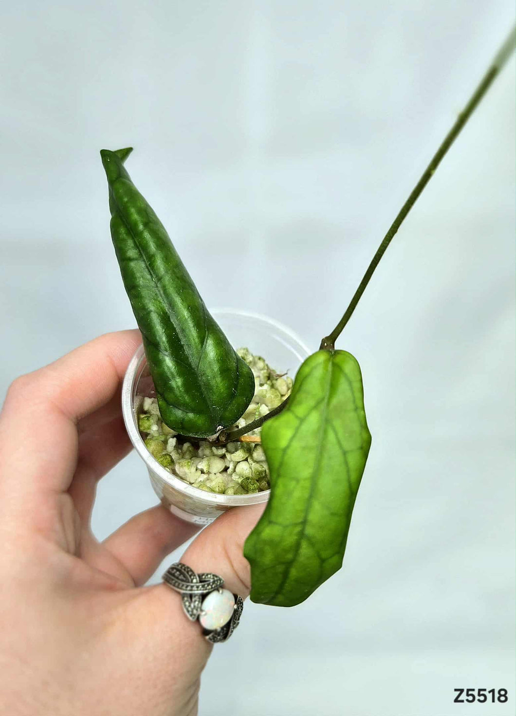 Hoya Mistie ⭐️ #Z5518