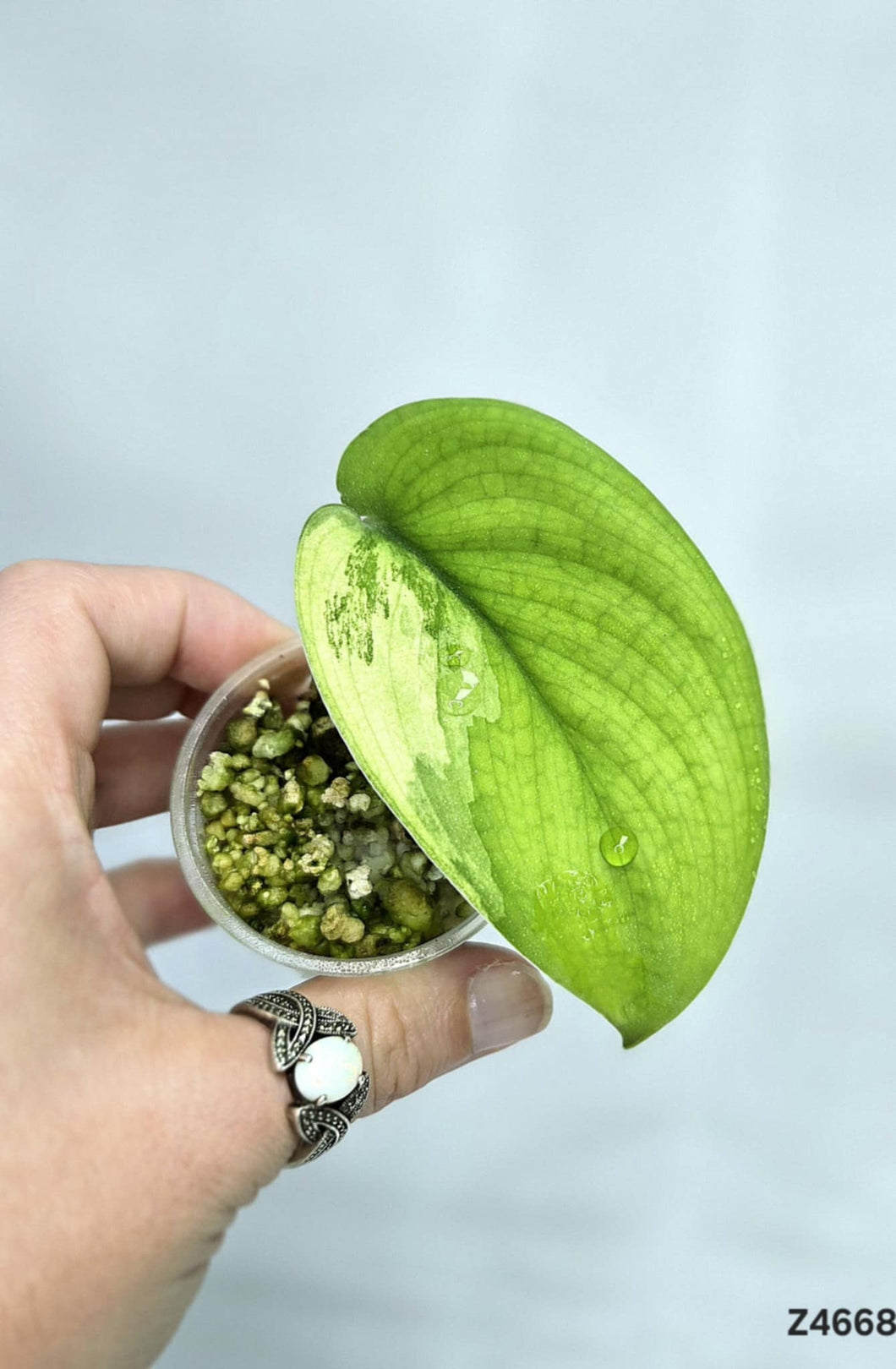 Scindapsus Jade Satin Variegata #Z4668
