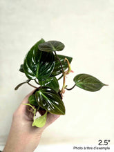 Load image into Gallery viewer, Philodendron mican
