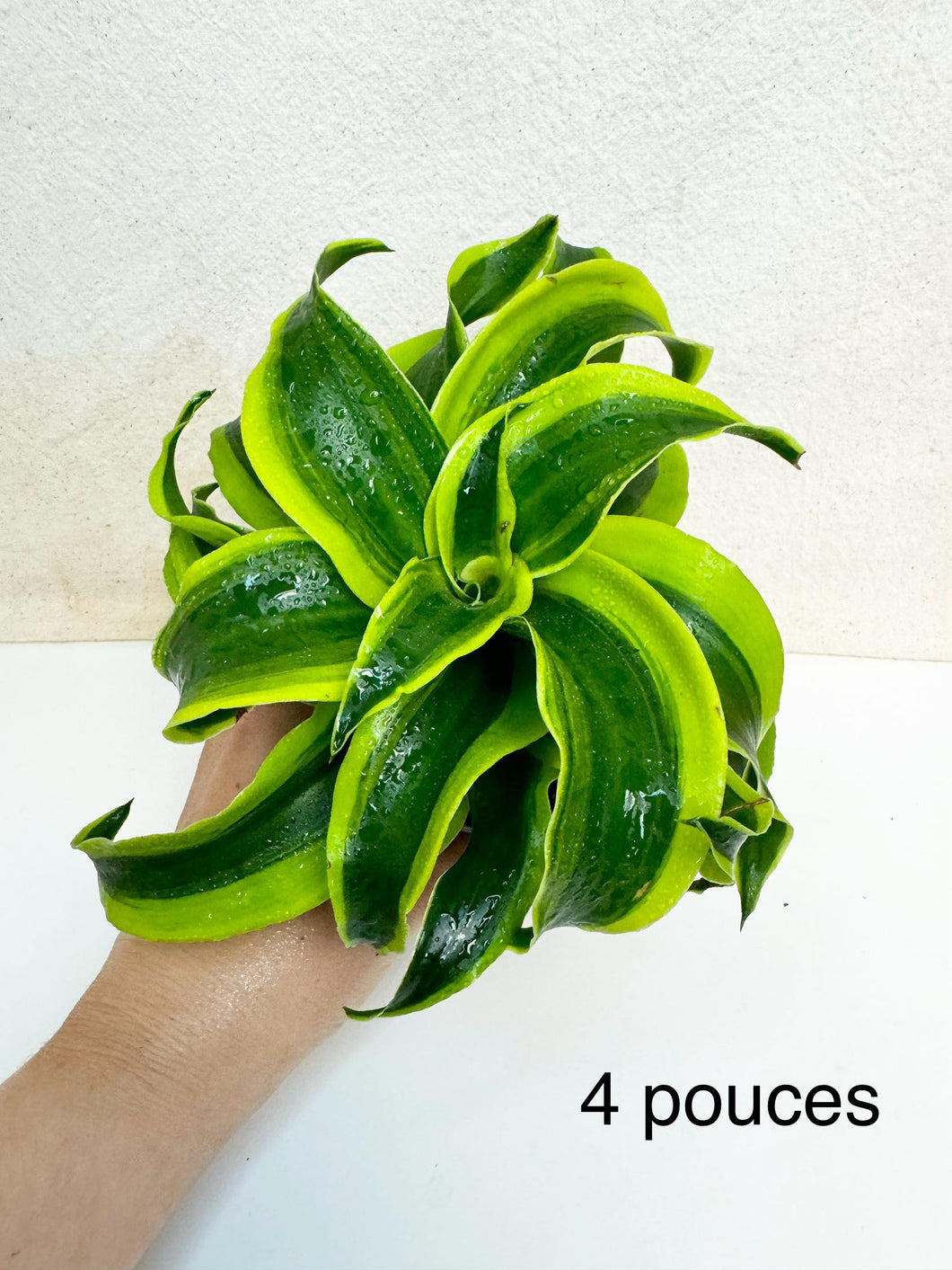 Dracaena yellow tornado