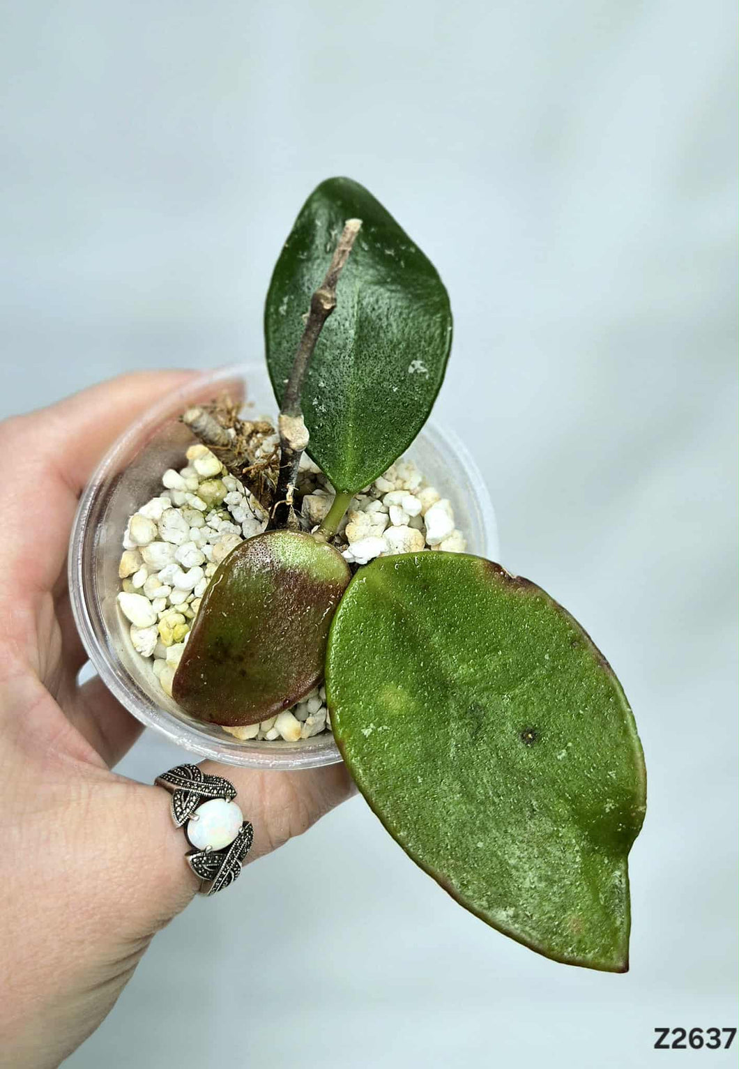Hoya Caudata « Big Green Leaves » ⭐️ #Z2637