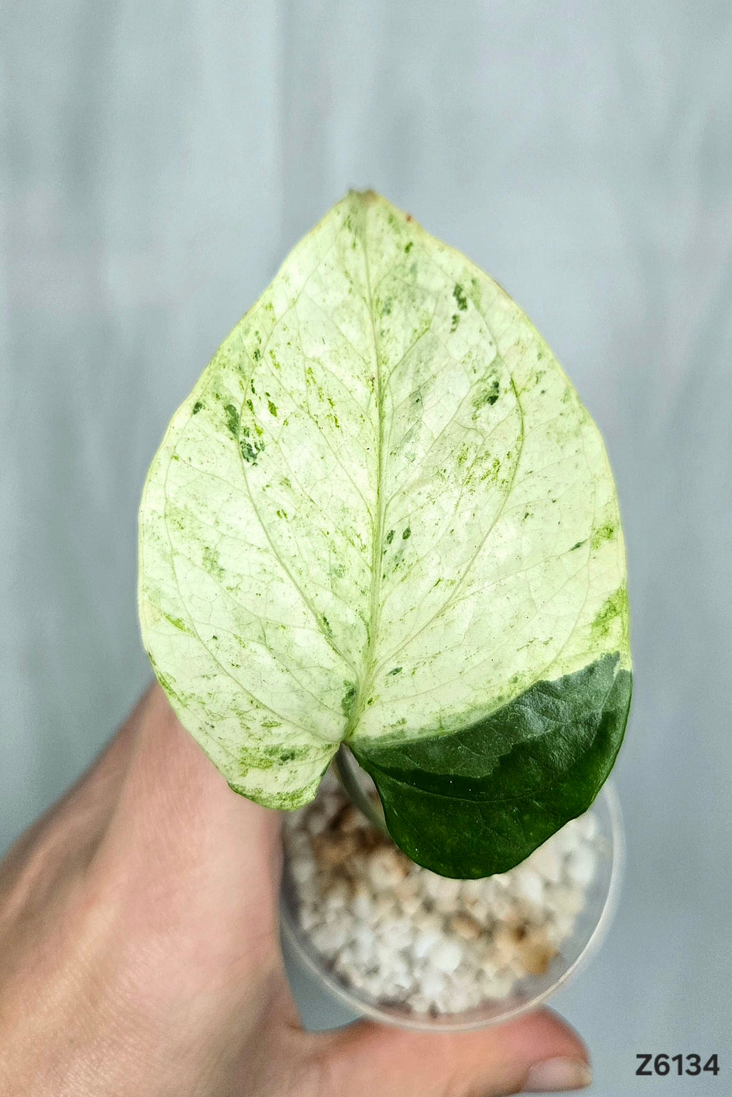 Amydrium Albo #Z6134