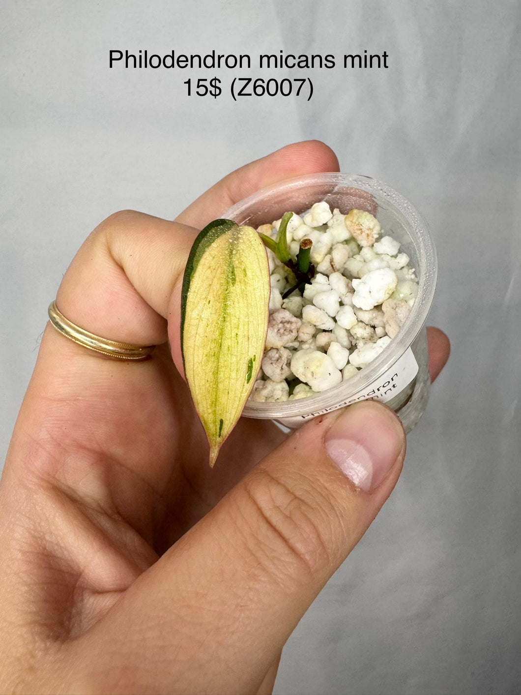 Philodendron Micans Mint #Z6007