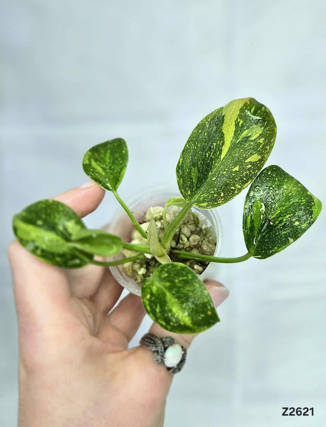 Philodendron green congo hybrid variegata #Z2621