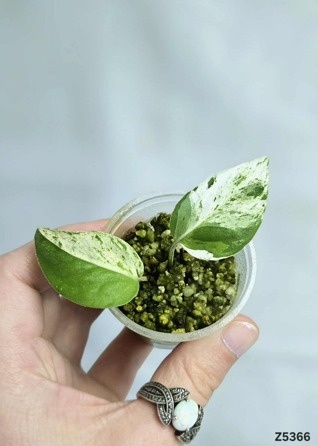 Epipremnum Pinnatum Marble #Z5366