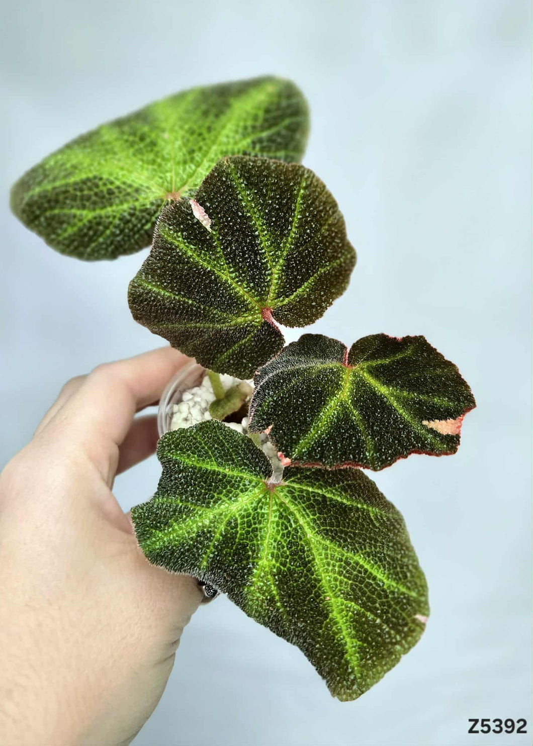 Bégonia SoliMutata Variegata #Z5392