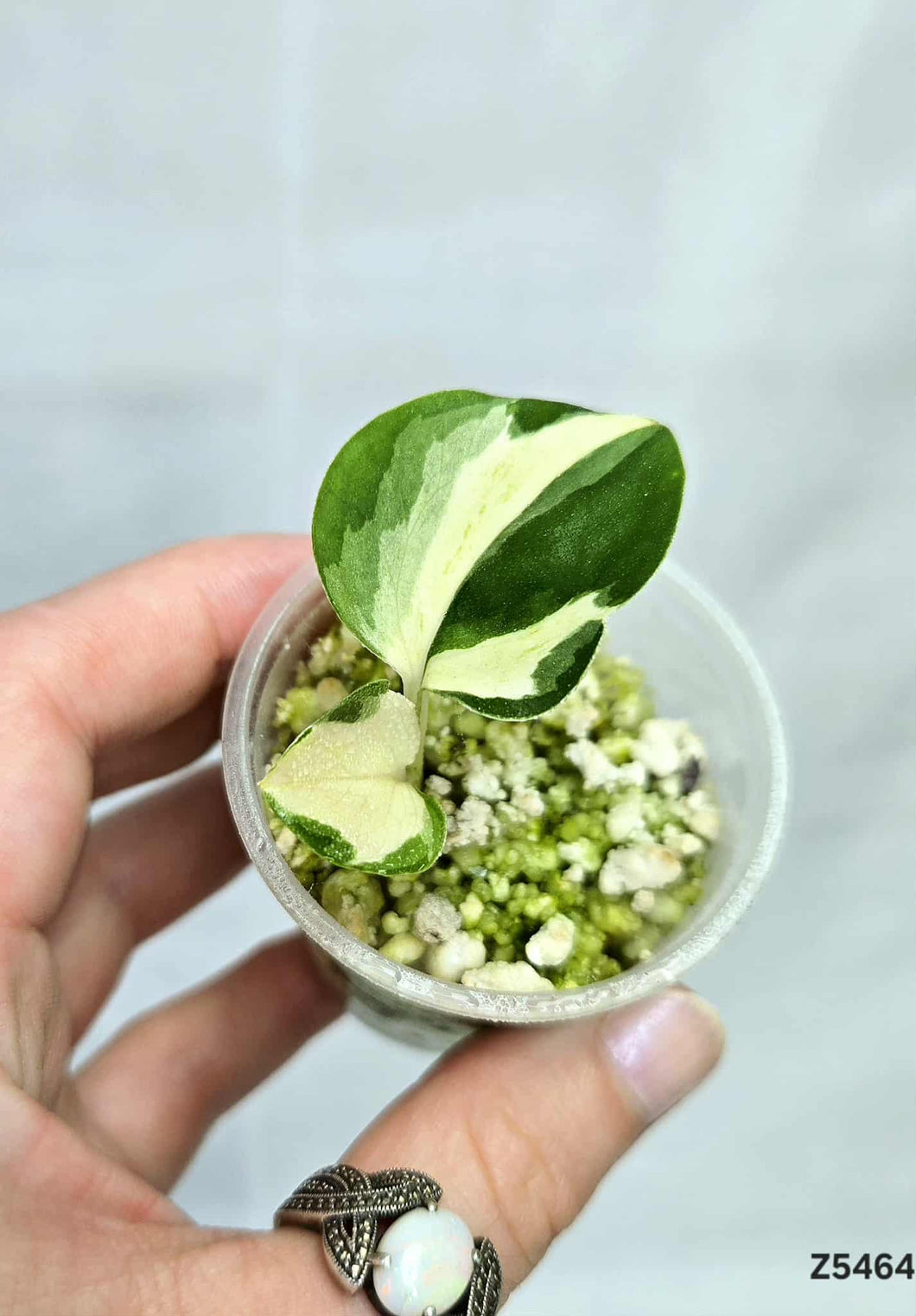 Pothos Manjula #Z5464