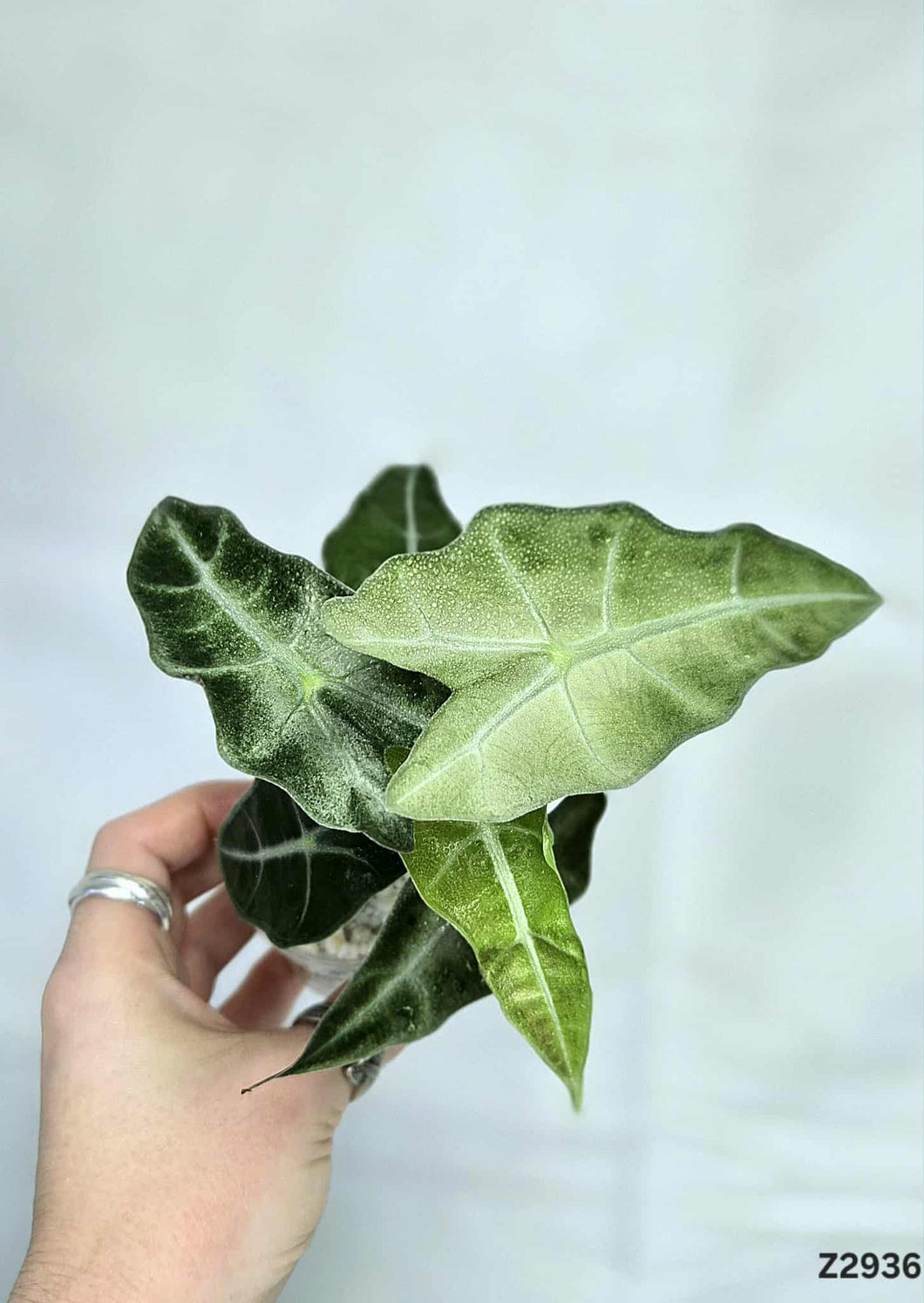 Alocasia Amazonica Mint #Z2936