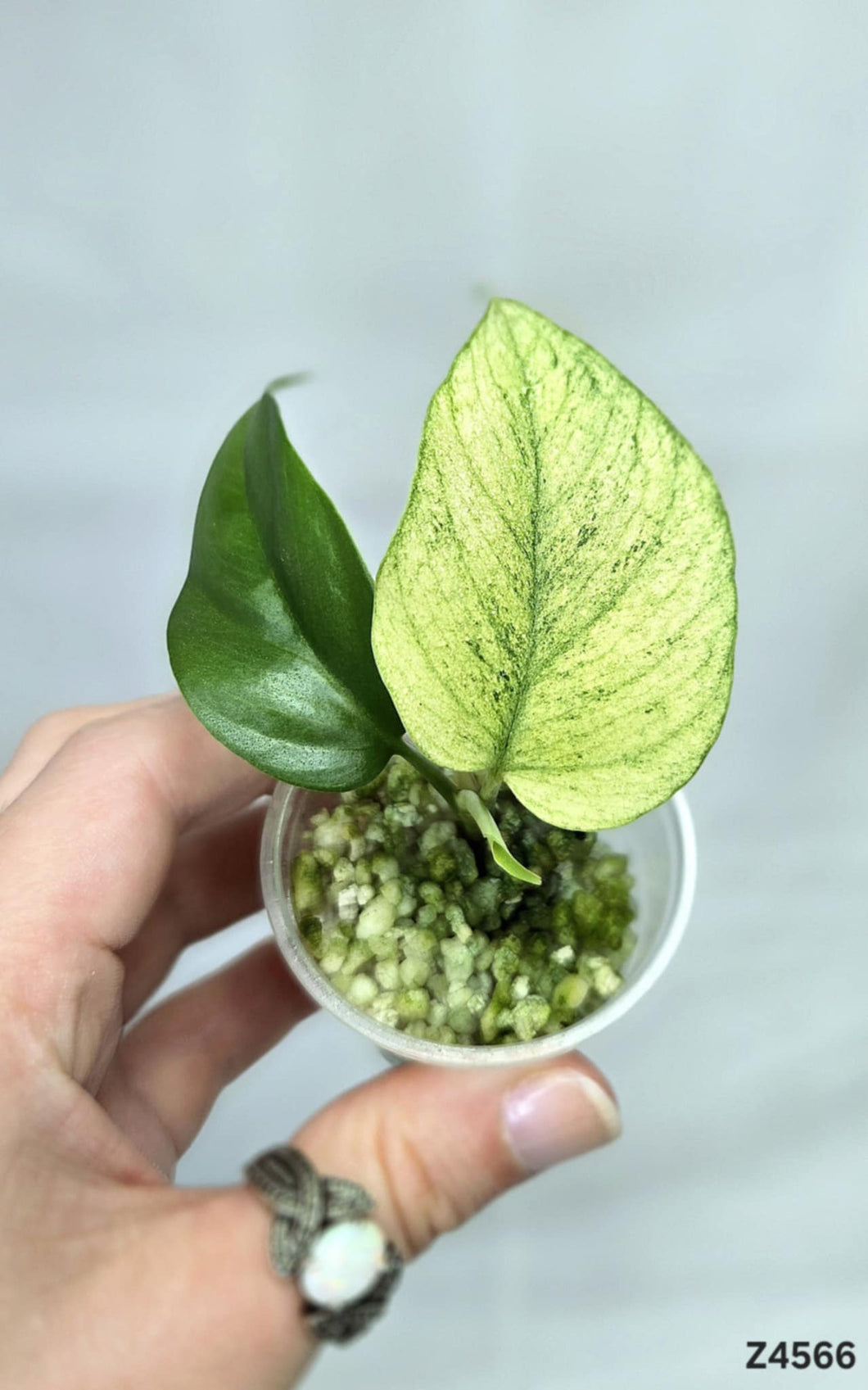 Raphidophora White Monster #Z4566