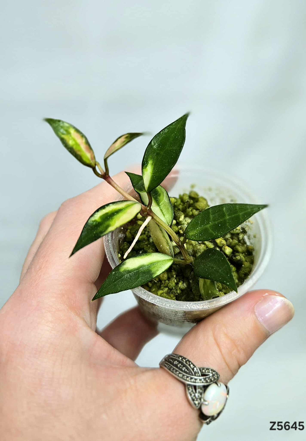 Hoya Lacunosa Variegata ⭐️ #Z5645