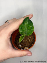 Load image into Gallery viewer, Aglaonema pictum tricolor
