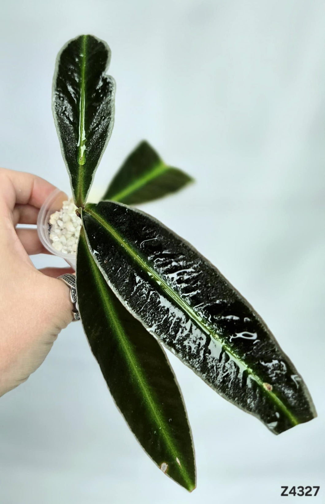 Labisia Pumila #Z4327