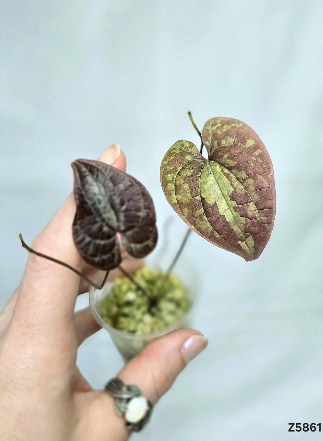 Dioscorea Dodecaneura #Z5861
