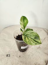 Charger l&#39;image dans la galerie, Scindapsus moonlight Marble variegata
