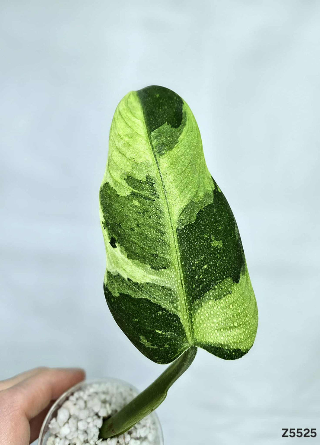 Philodendron Jose Buono #Z5525