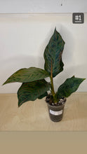Charger l&#39;image dans la galerie, Aglaonema Red army
