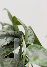Charger l&#39;image dans la galerie, Signet transparent pour plante
