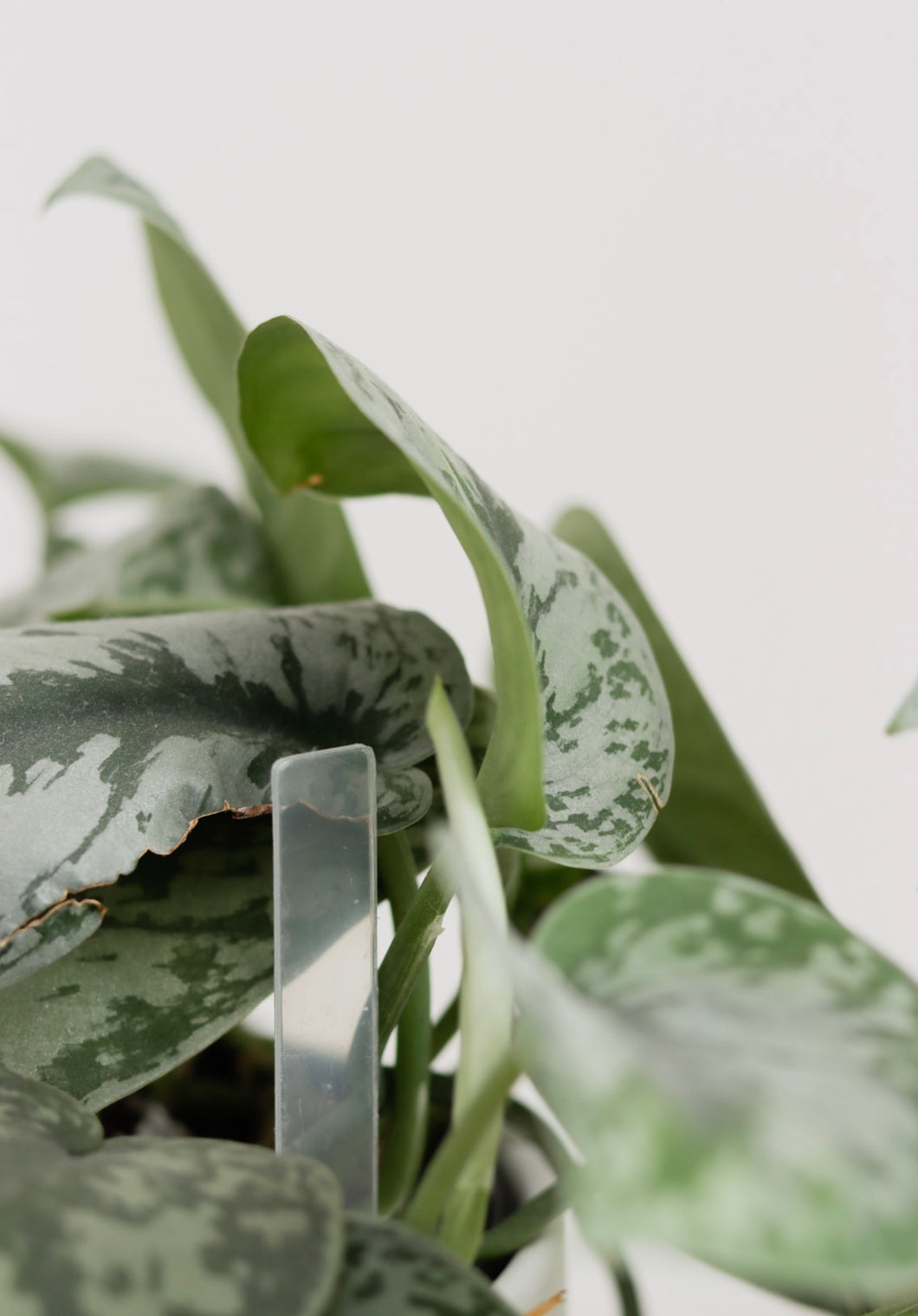 Signet transparent pour plante