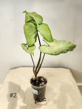 Charger l&#39;image dans la galerie, Syngonium three kings
