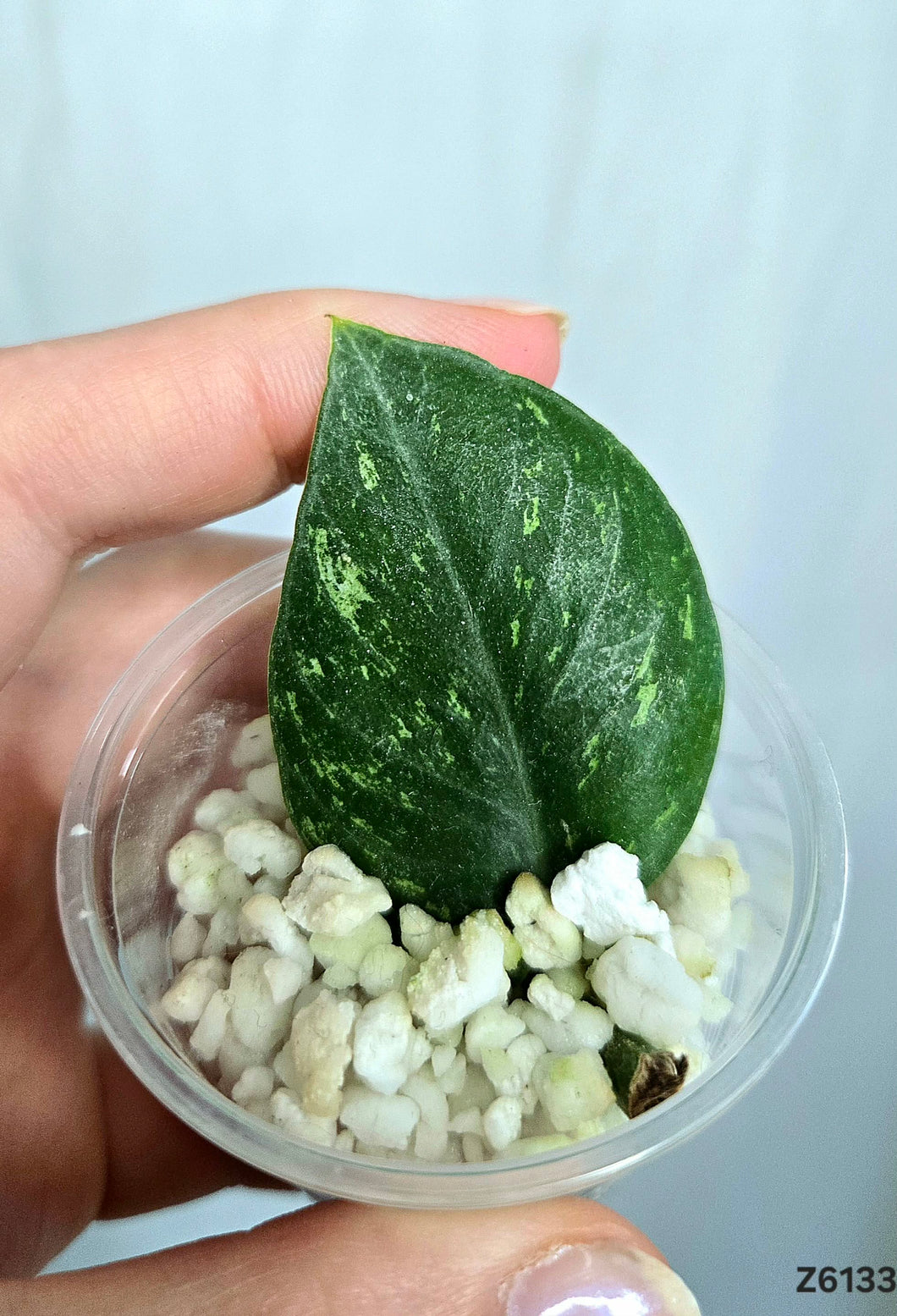 Rhaphidophora Hongkongensis Mint #Z6133