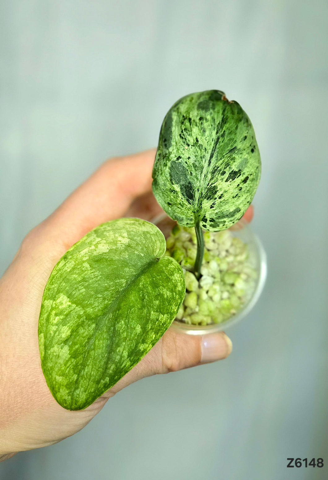 Scindapsus Halimoon #Z6148