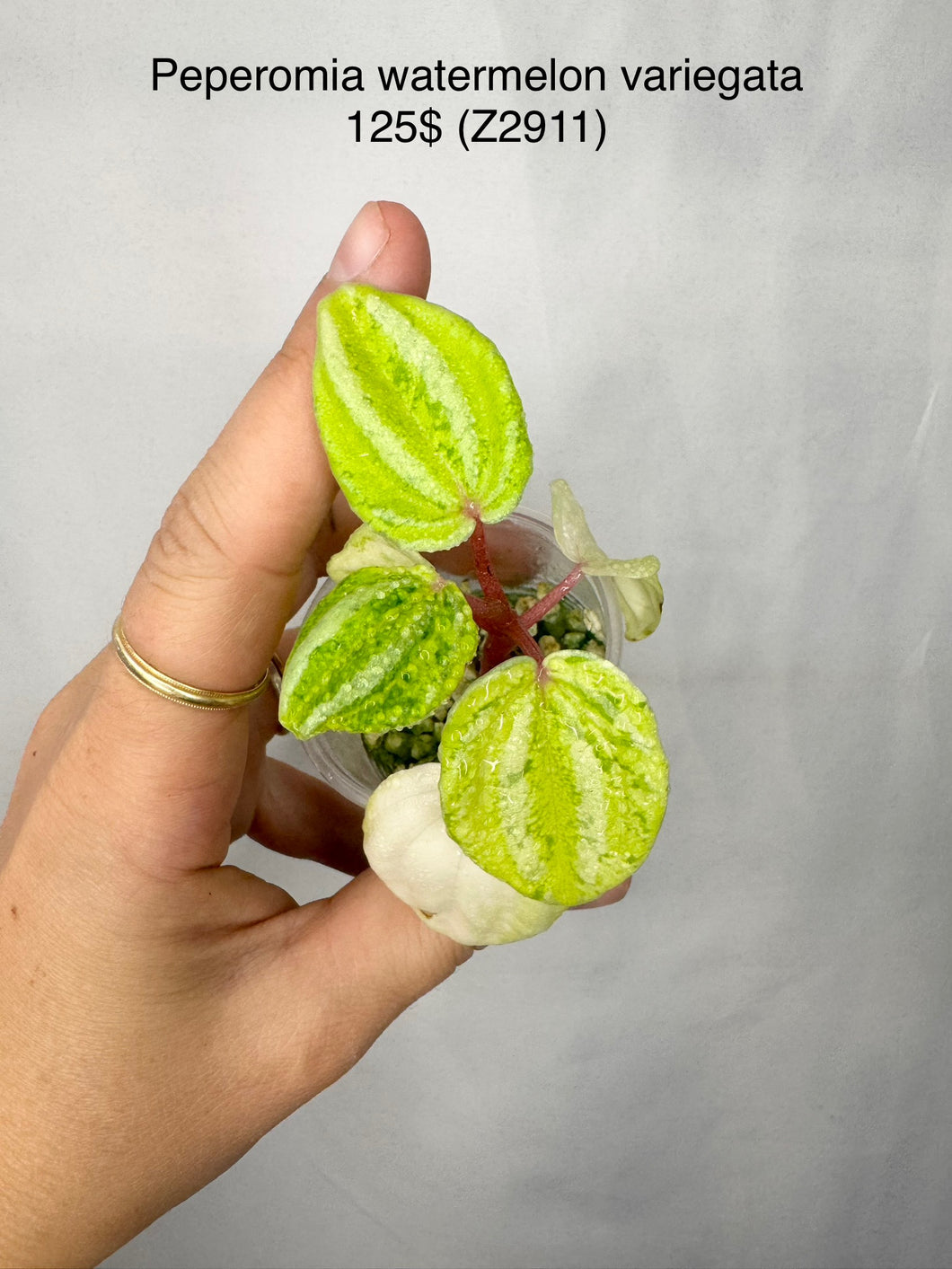 Peperomia Watermelon Variegata ⭐️ #Z2911