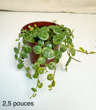 Load image into Gallery viewer, Turtle Chain ⭐️ Peperomia Prostrata
