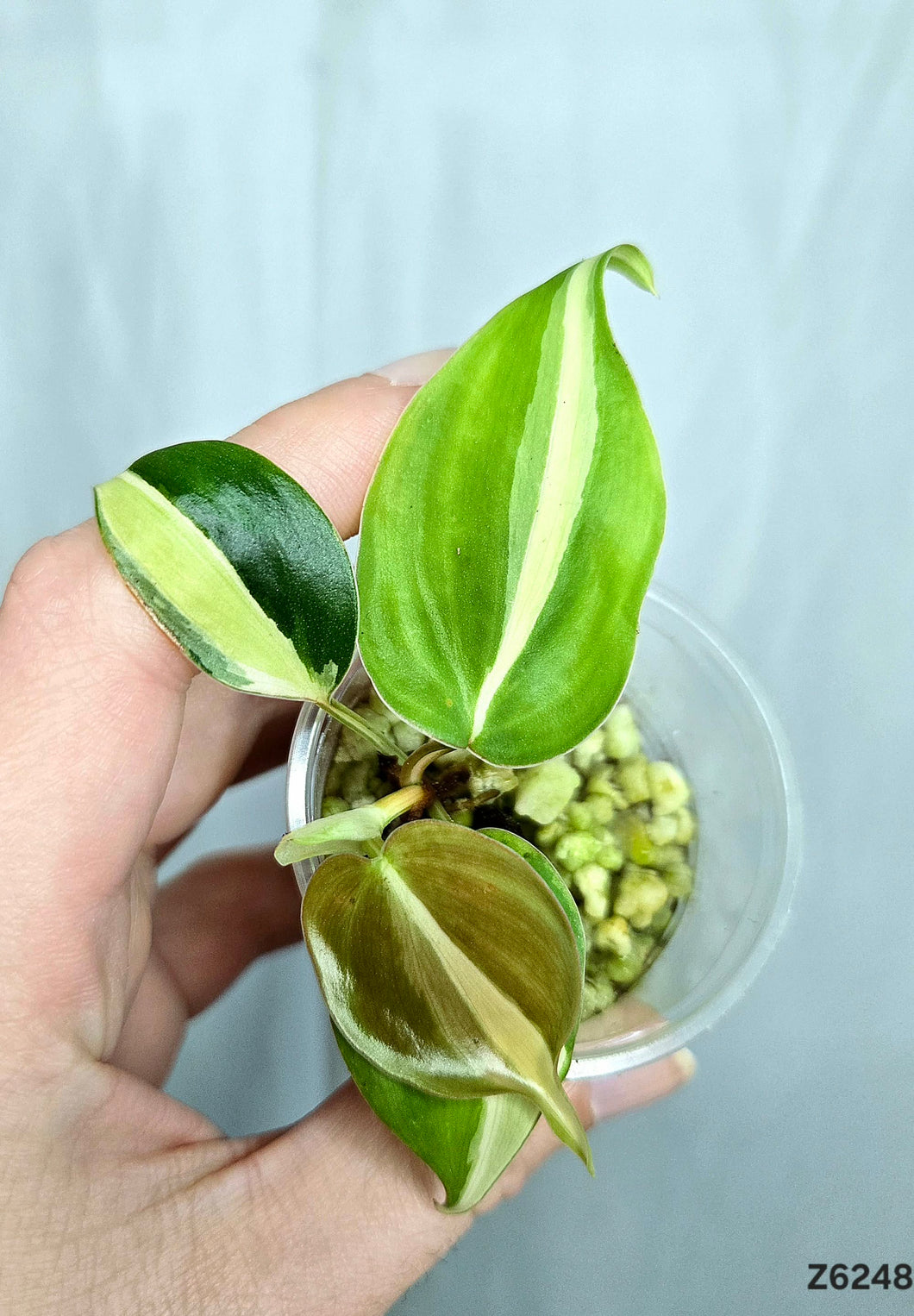 Philodendron Silver Stripe #Z6248