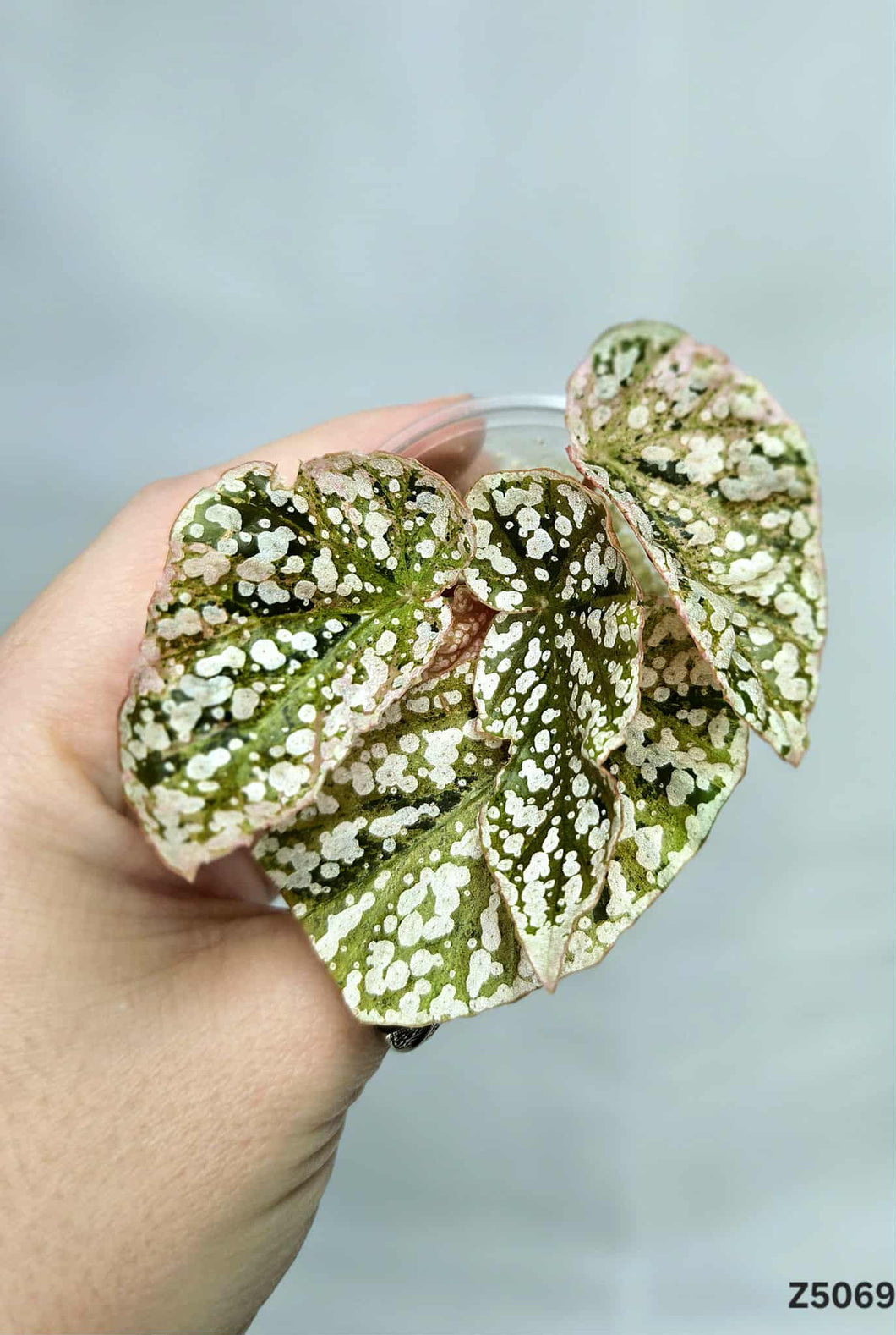Bégonia Snowcapped Variegata #Z5069