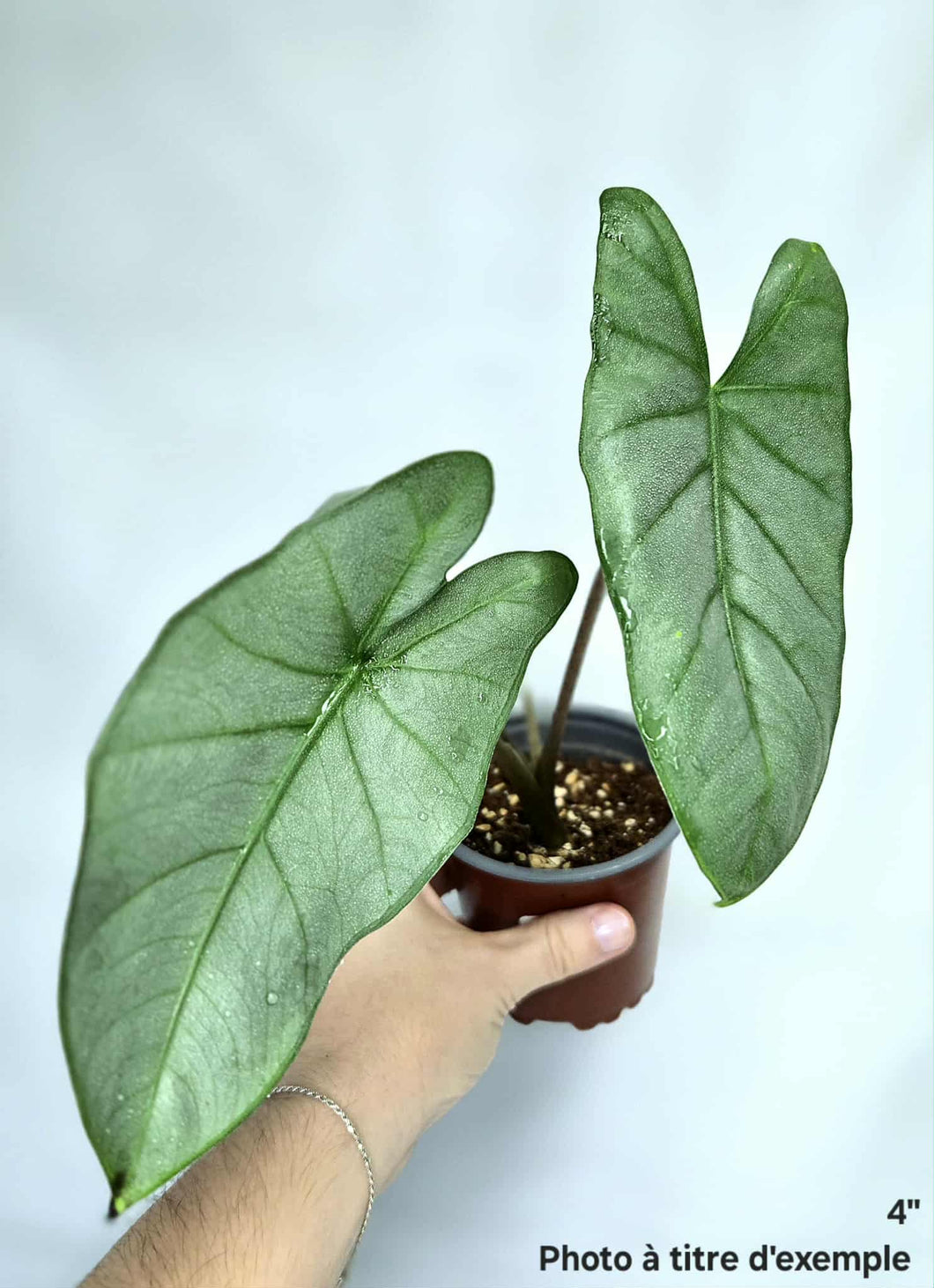 Alocasia corazon