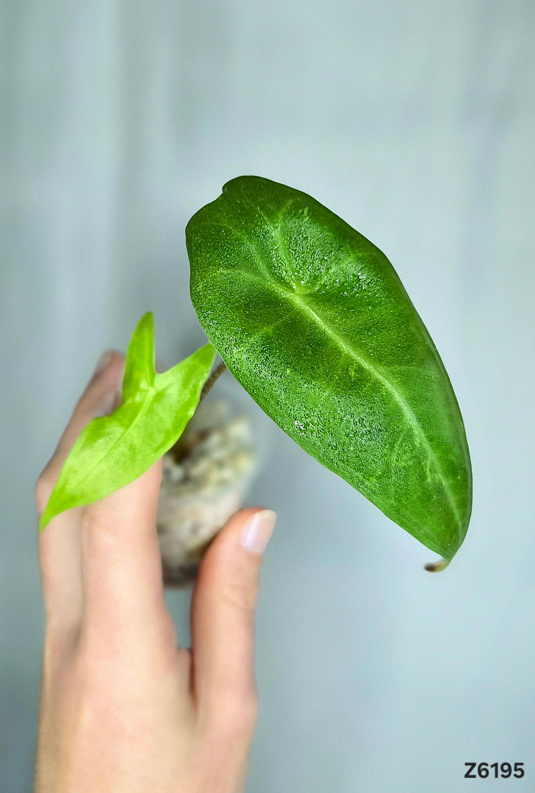 Alocasia Longiloba Variegata #Z6195