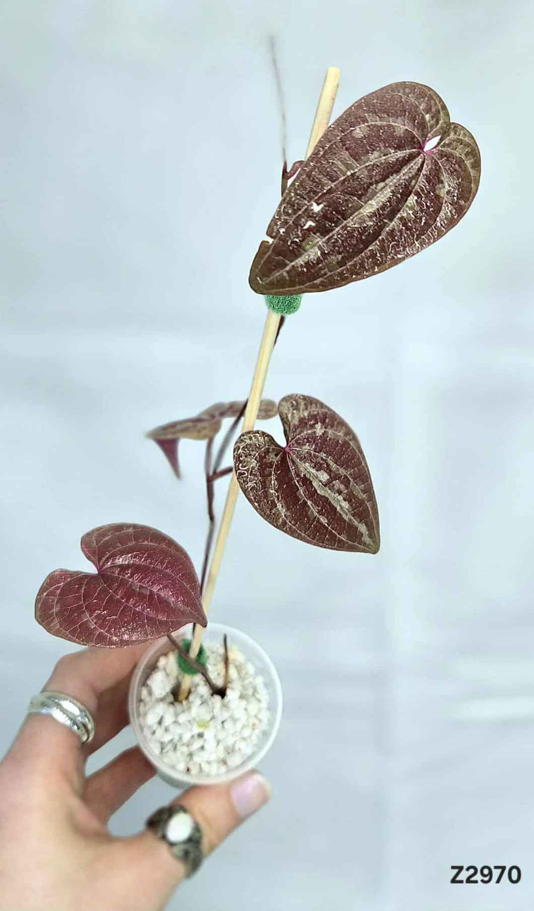 Dioscorea Dodecaneura #Z2970