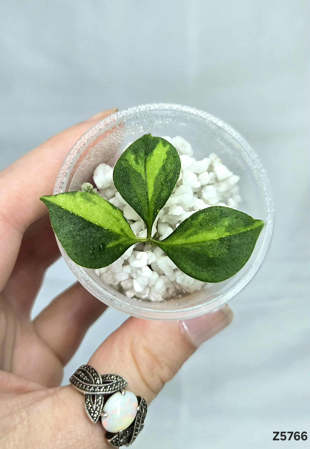 Cissus Variegata #Z5766