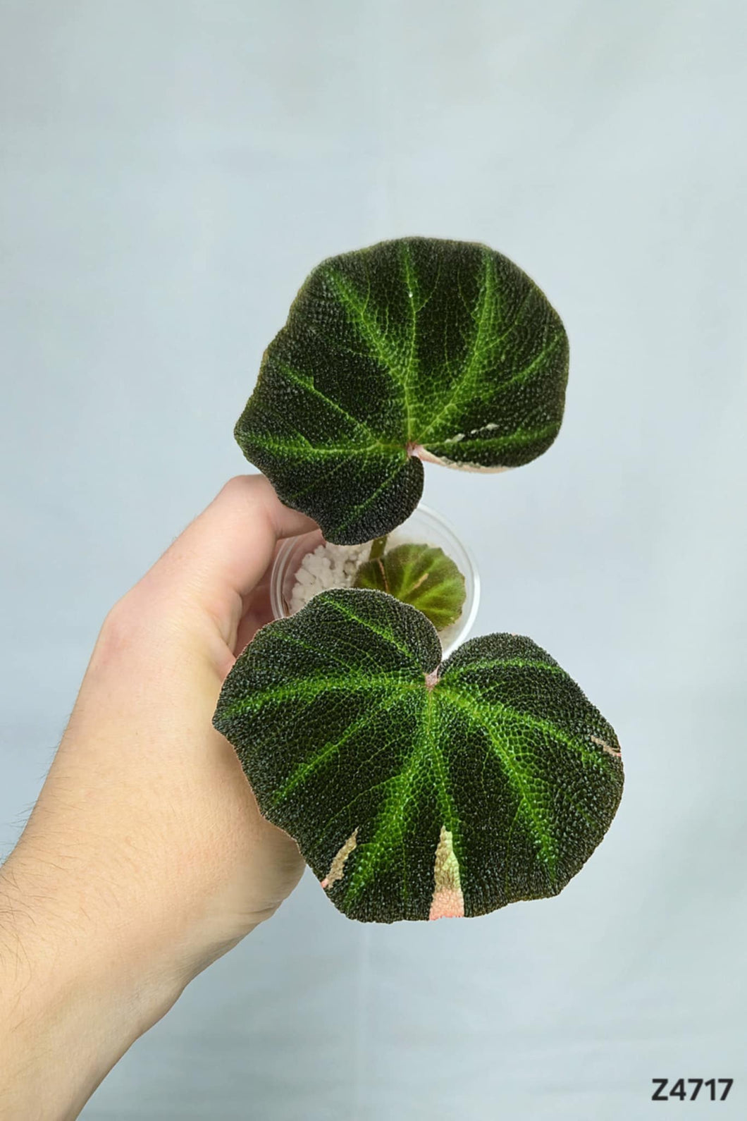 Bégonia SoliMutata Variegata #Z4717