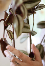 Load image into Gallery viewer, Tradescantia zebrina aux feuilles panachées vert et violet, vue rapprochée.
