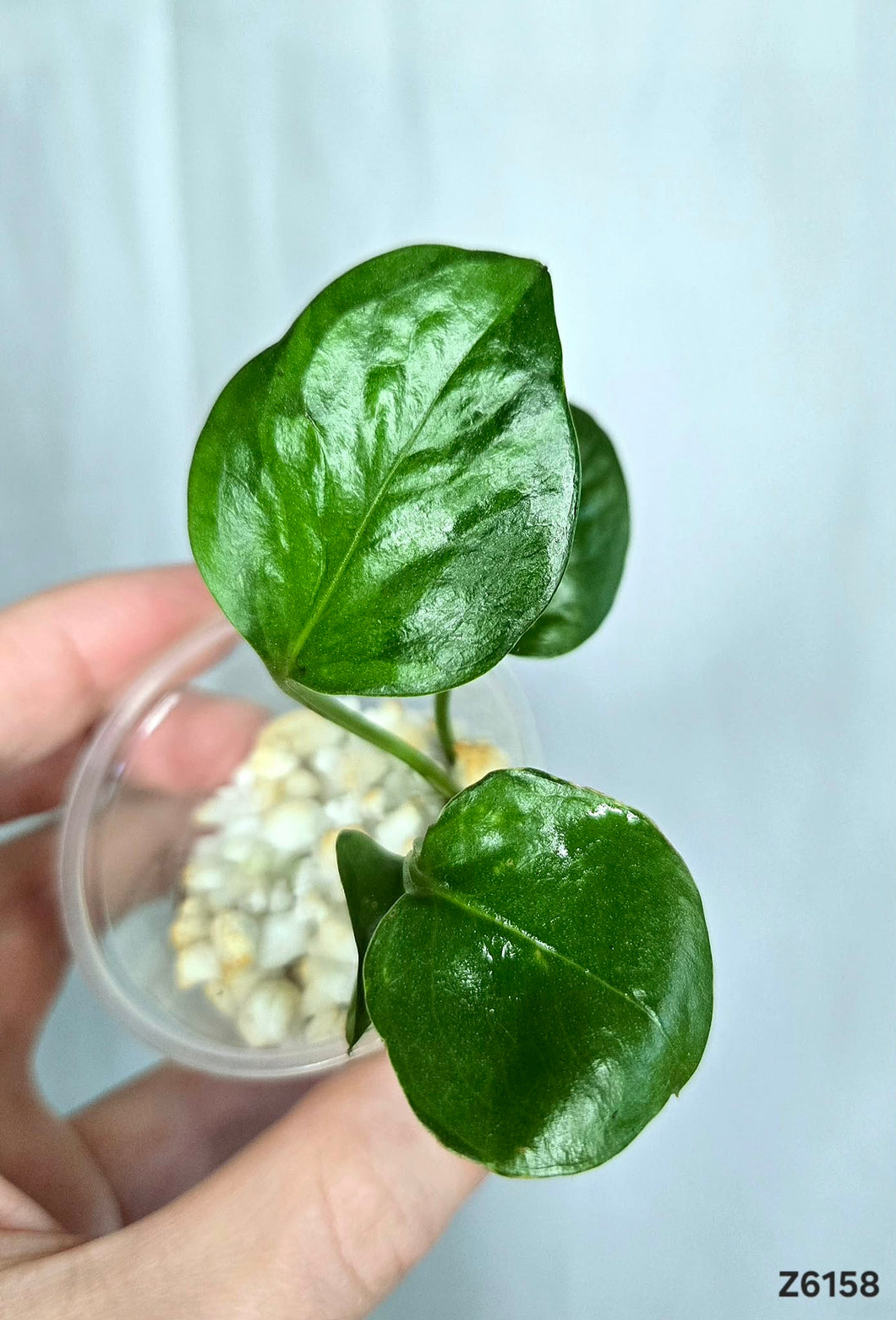 Pothos Manjula Revert #Z6158