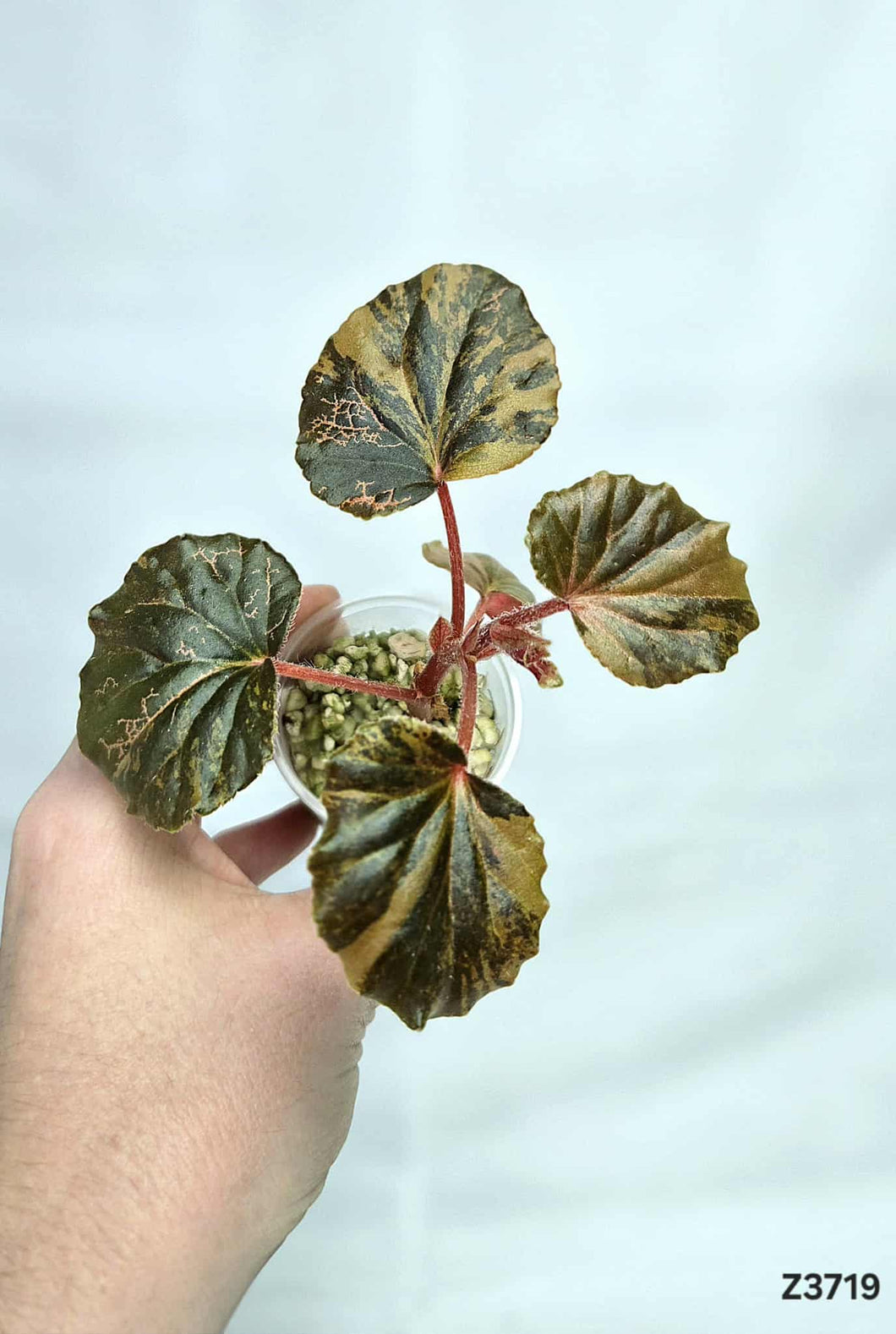 Bégonia Cucullata Variegata #Z3719