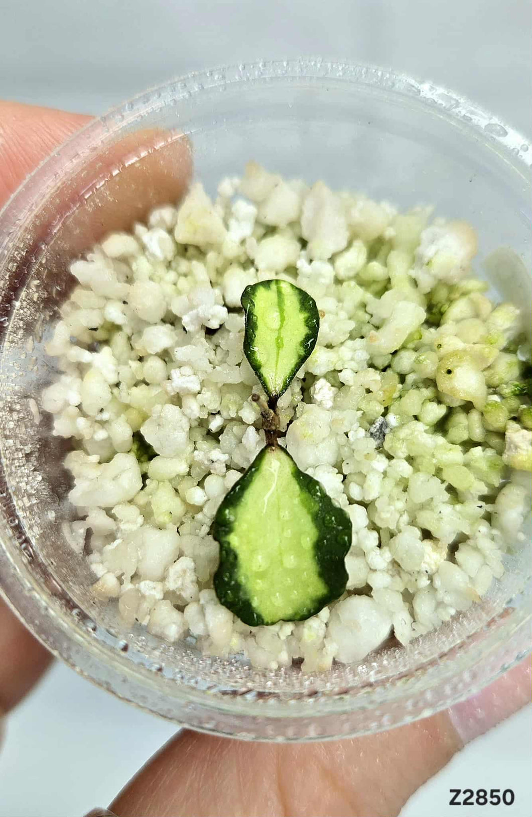 Hoya Kanyakumriana Iner Variegata ⭐️ #Z2850