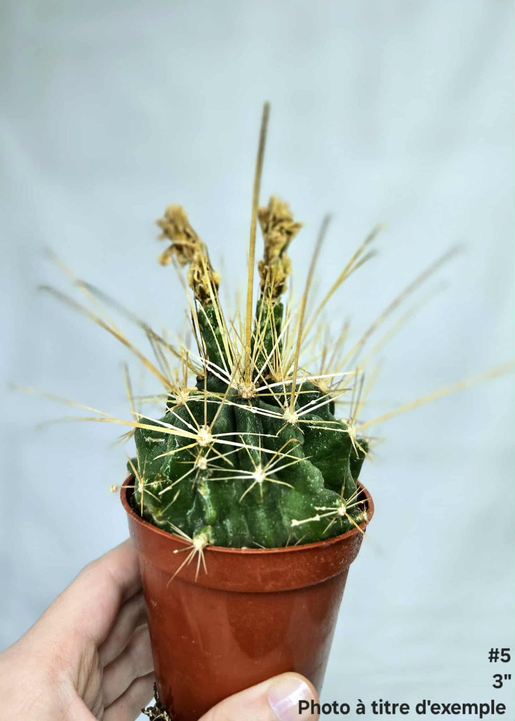 Cactus #5