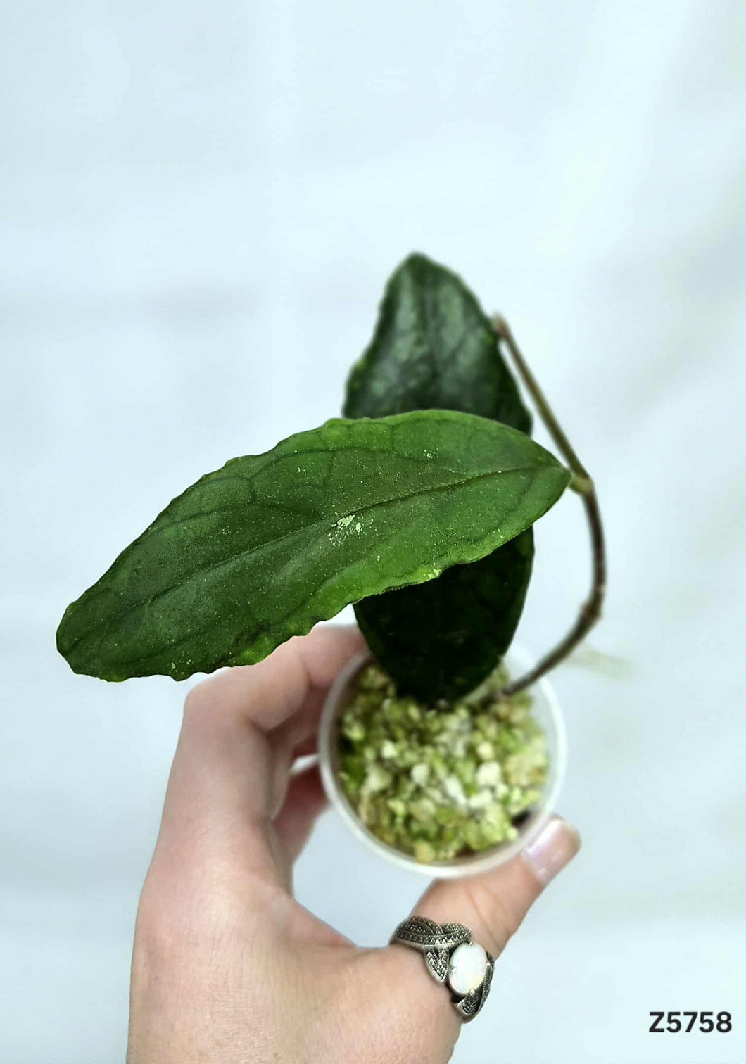 Hoya Ranauensis ⭐️ #Z5758