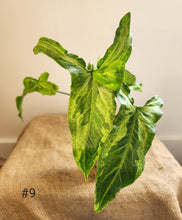 Charger l&#39;image dans la galerie, Syngonium three kings
