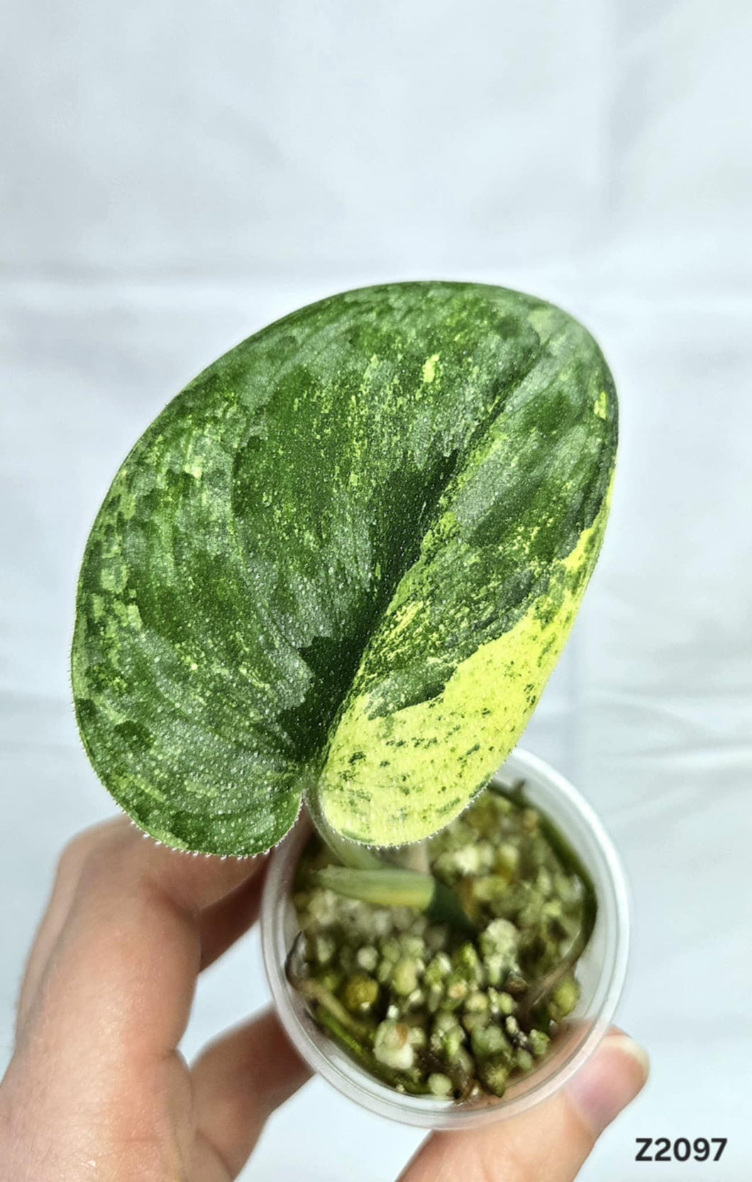 Scindapsus Silver Dark Cloud variegata #Z2097