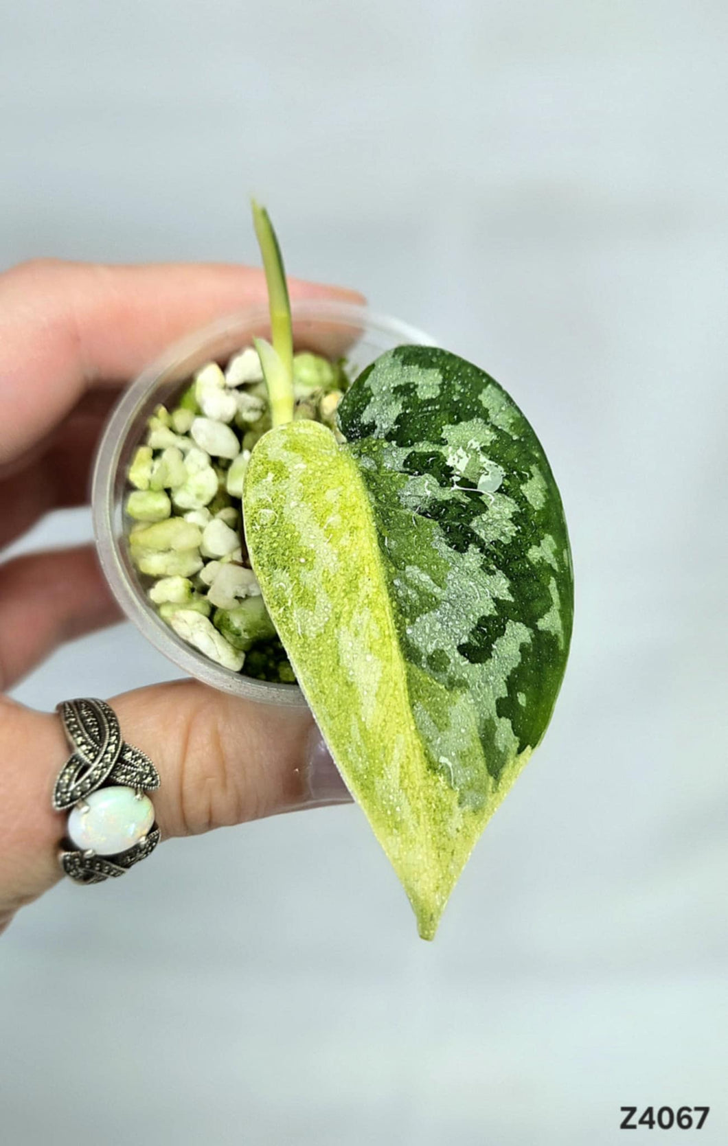Scindapsus Maharlika #Z4067