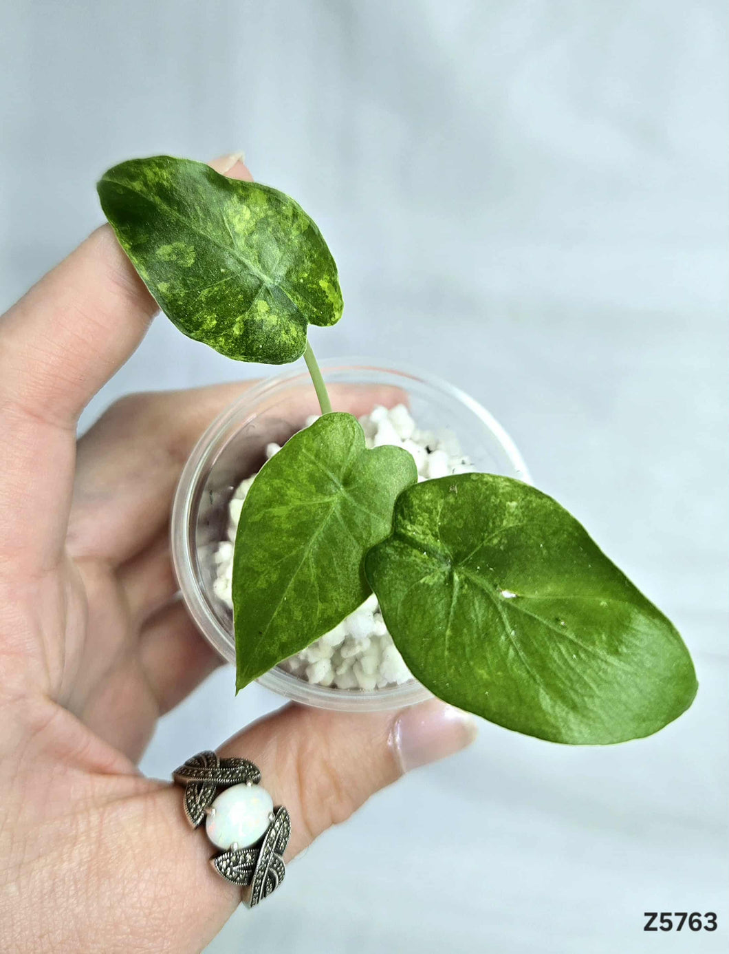Alocasia Gageana Aurea  #Z5763